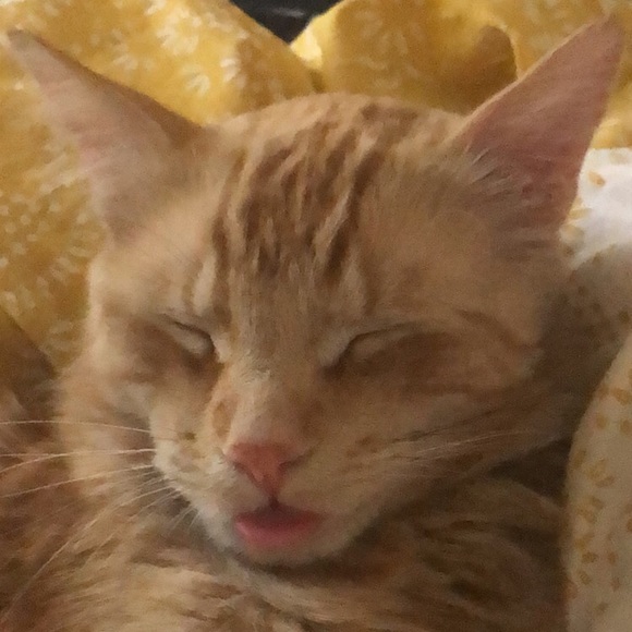 Meet your Posher, Sophia - Picture 2 of 5